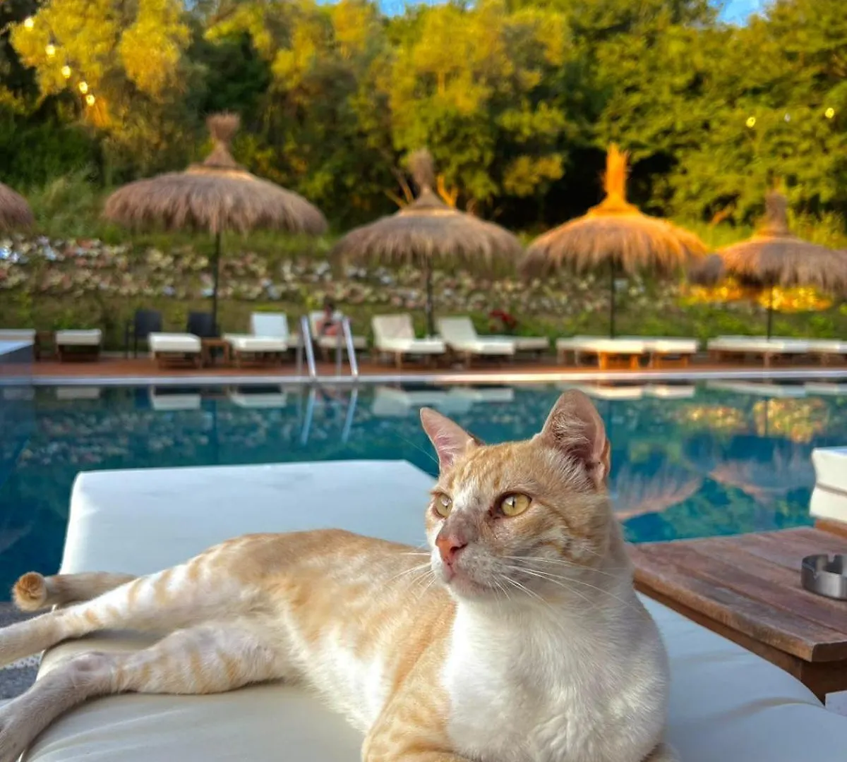 Olivia'S Hill Resort Kryemëdhej Albania